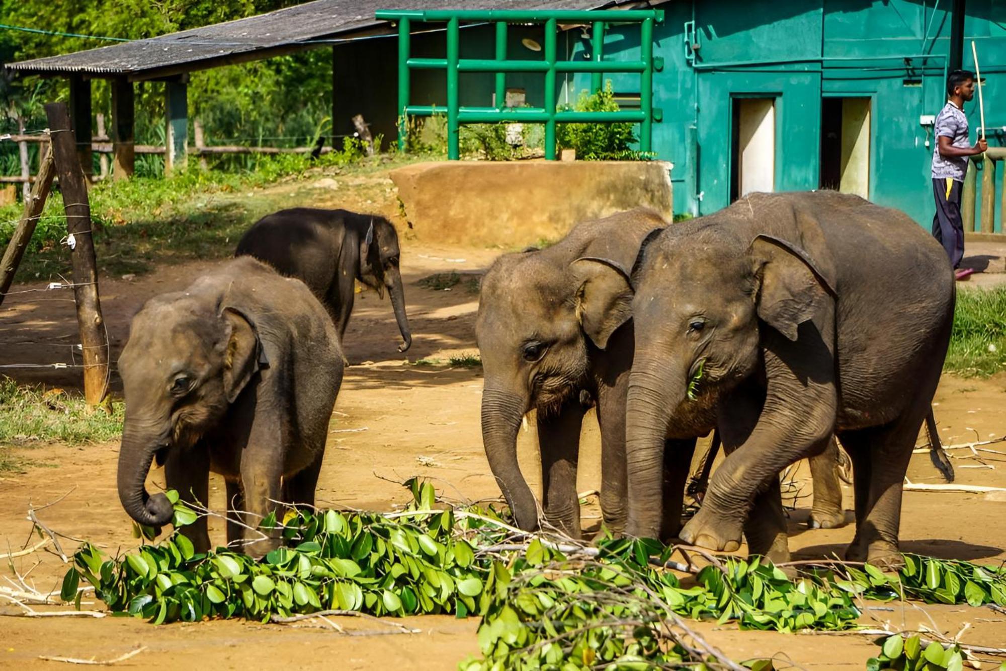 Little Ele Safari Lodge Udawalawe Ngoại thất bức ảnh