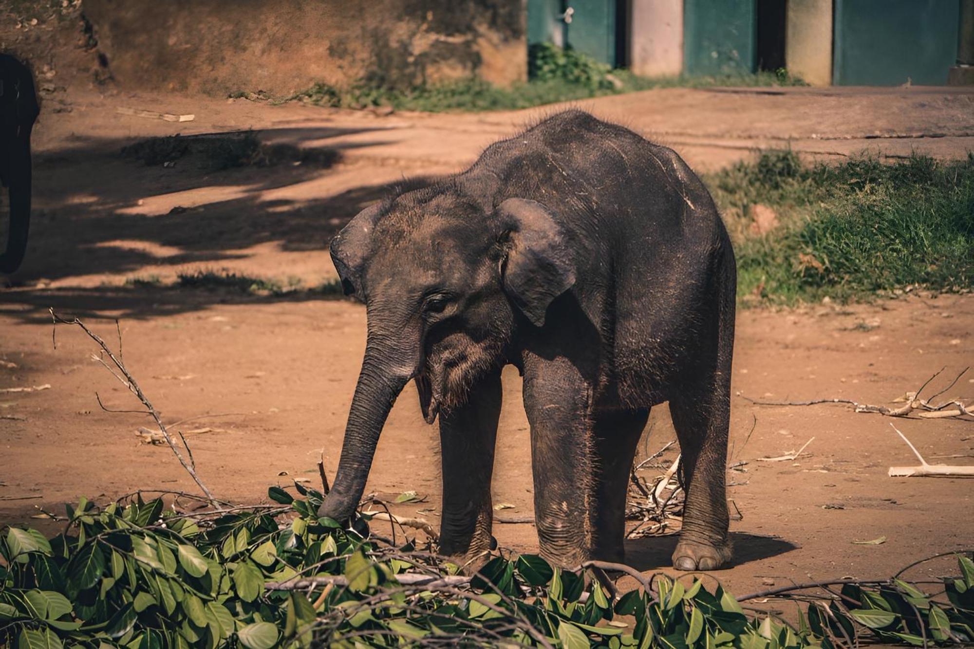 Little Ele Safari Lodge Udawalawe Ngoại thất bức ảnh